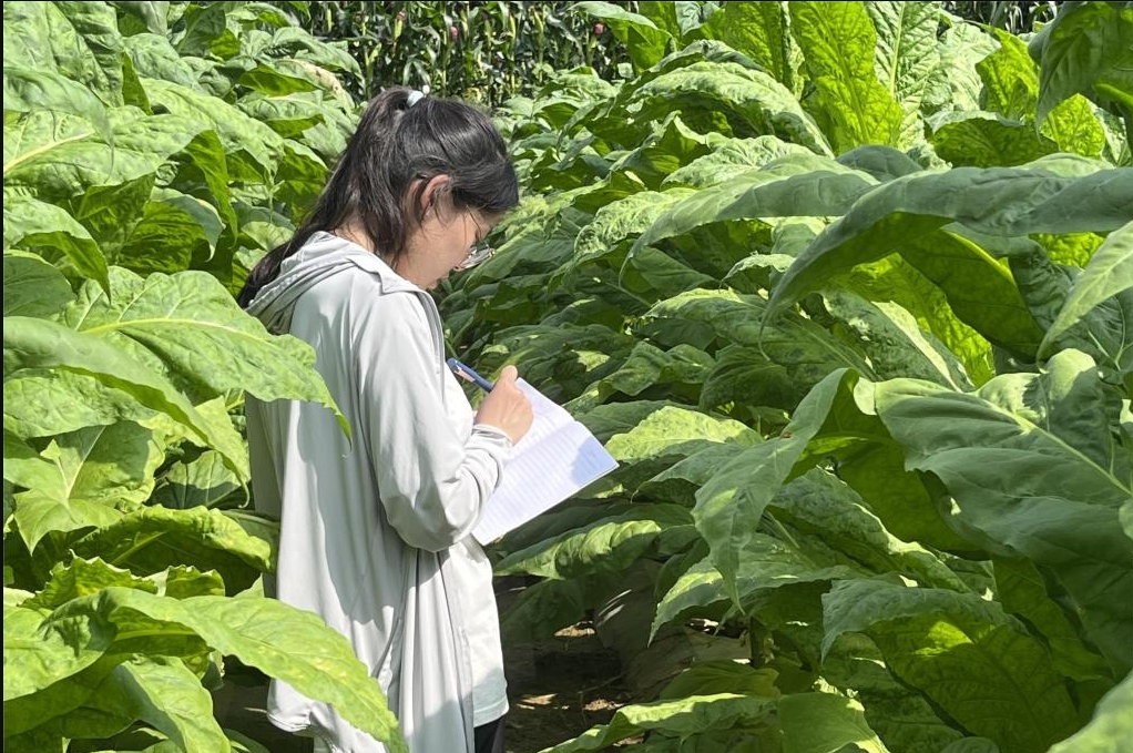 烟草栽培与加工技术（乡村振兴学院）